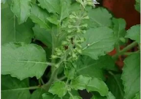 Tulsi: Basil’s Healthful Cousin