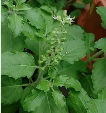 Tulsi: Basil’s Healthful Cousin