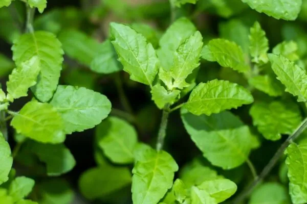 Tulsi: Basil’s Healthful Cousin
