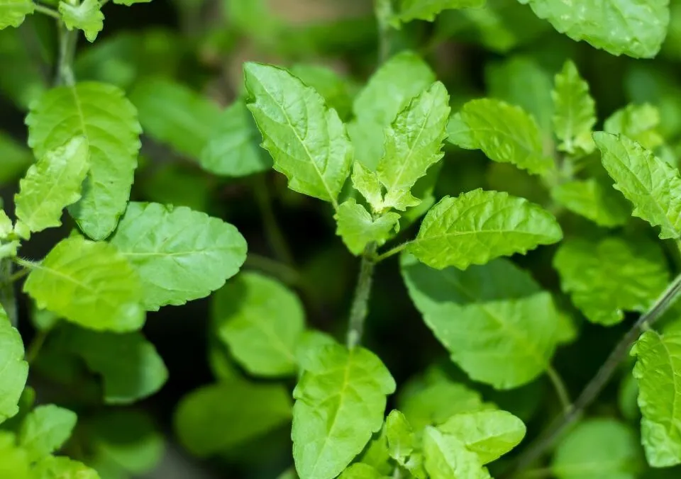 Tulsi: Basil’s Healthful Cousin