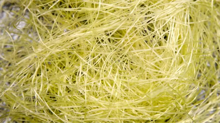 pile of corn silk