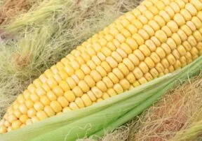 Corn Silks are Packed with Nutrients