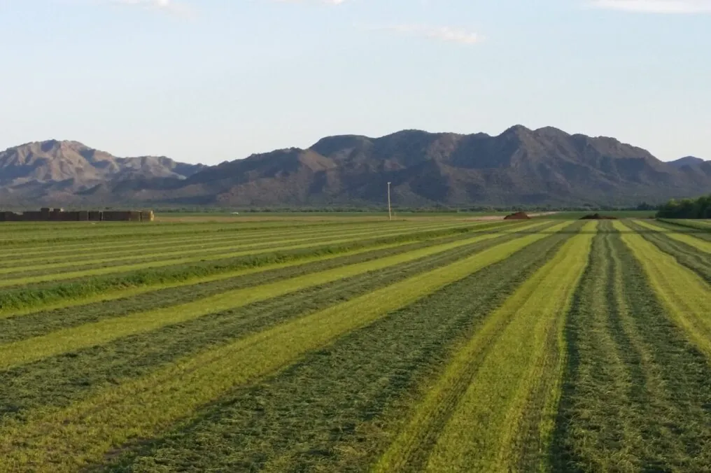 Alfalfa Plus Cattle Equals Food for You and Me!