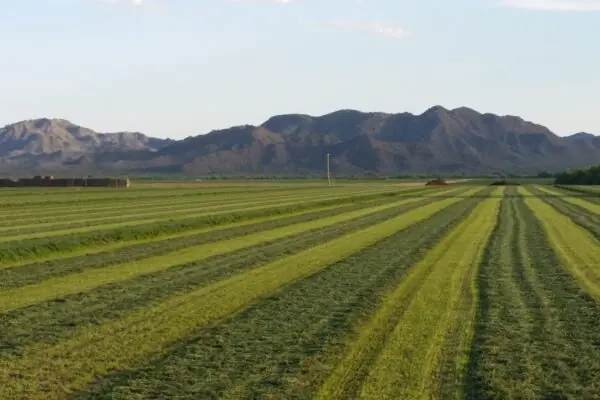 Agriculture Watering Technology Saves Water