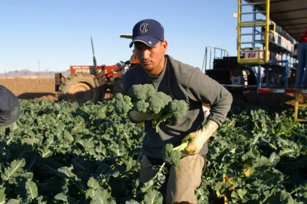 Arizona Agriculture Grows More With Less