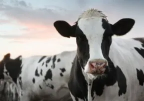 Dairy 101 – Dairy Fun Facts!