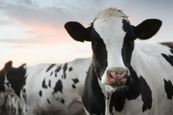 Dairy 101 – Dairy Fun Facts!