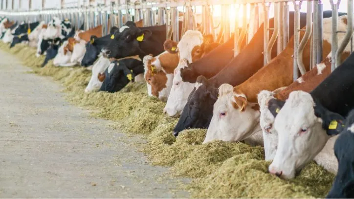 Row of different colored dairy cows