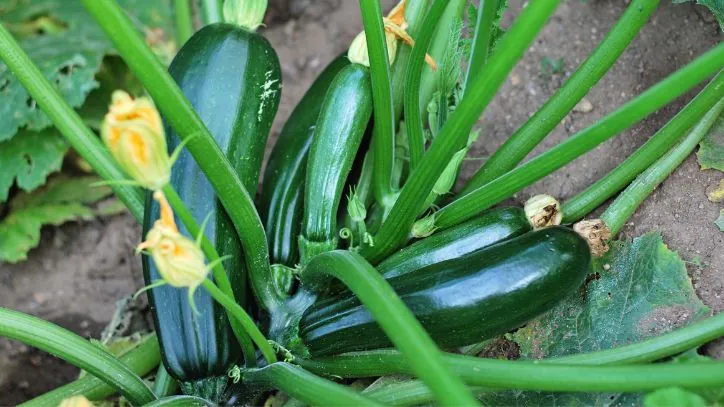 gardening zucchini plant