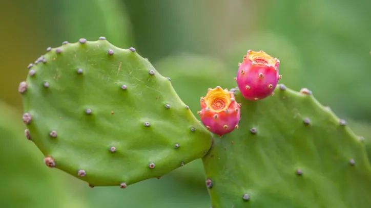 Prickly pear cactus with prickly pear fruit