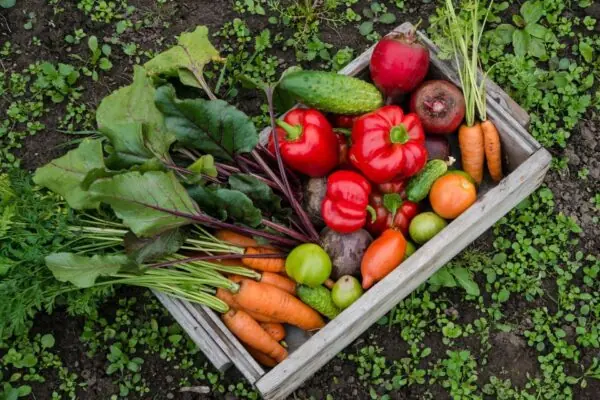Enjoy Summer Produce Through the Colder Months!