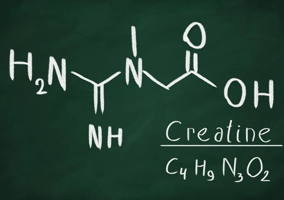 Creatine Isn’t Just for Athletes!