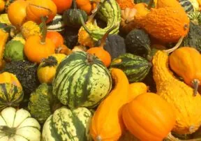 Move Over Pumpkins! 8 Other Squash Varieties to Try This Fall