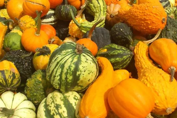 Move Over Pumpkins! 8 Other Squash Varieties to Try This Fall