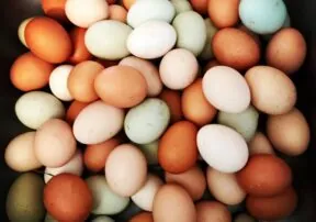 Eggs Are the Perfect Food for Strong Muscles