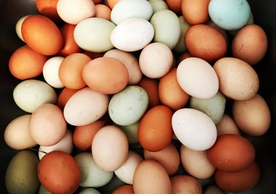 Eggs Are the Perfect Food for Strong Muscles