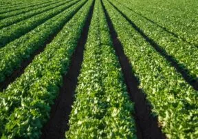 Enjoy Winter Lettuce Thanks to Yuma, Arizona!