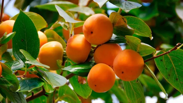 Persimmons growing on a tree