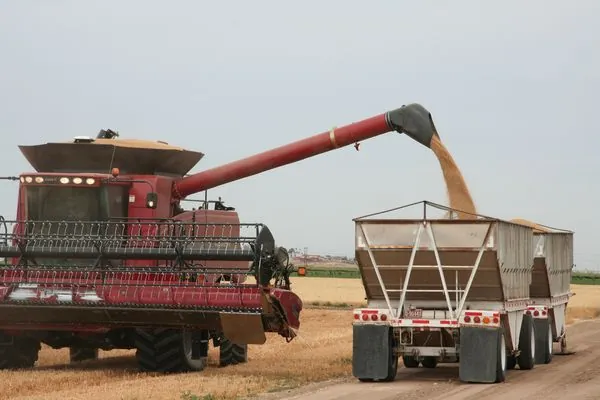 Facts on Wheat