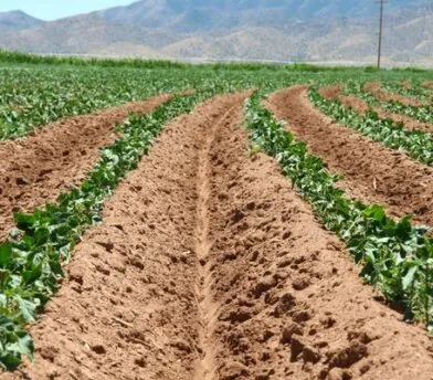 Facts on Soil