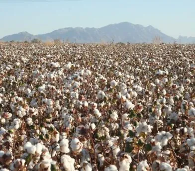 Facts on Cotton