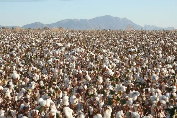 Facts on Cotton