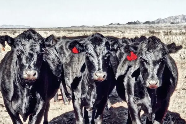 In Arizona, dairy and beef are our largest agricultural commodities.
