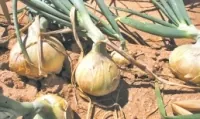 Grand Canyon Sweet Onion Soup