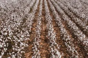 How Many Farms Are in Arizona, and What Kinds of Farms Thrive in the State?