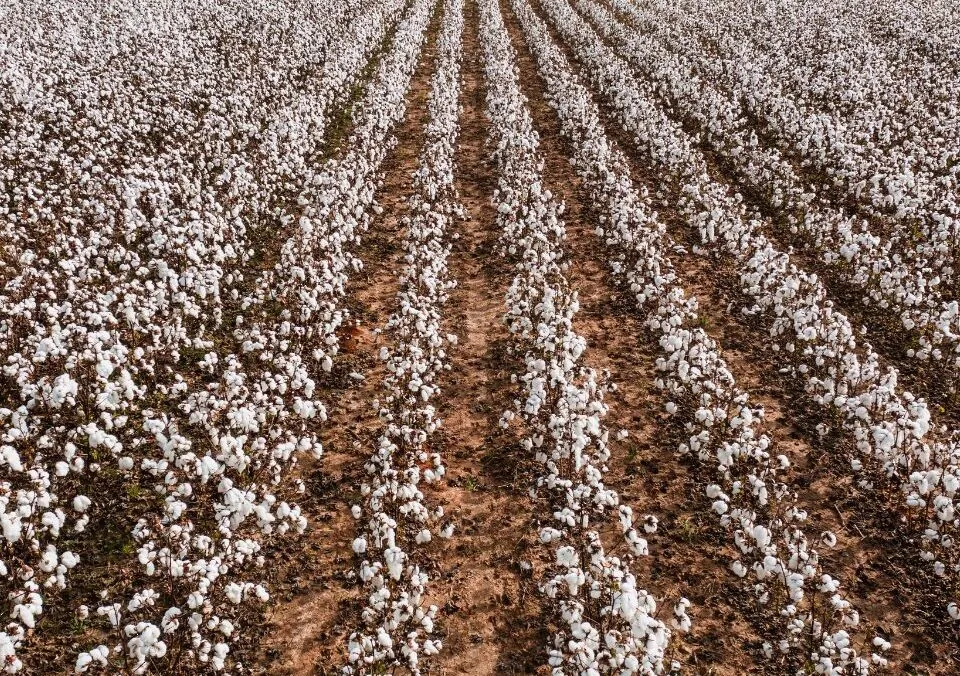 How Many Farms Are in Arizona, and What Kinds of Farms Thrive in the State?