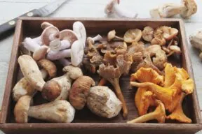 What Nutrition is in Mushrooms? Nature’s Low-Calorie Powerhouses