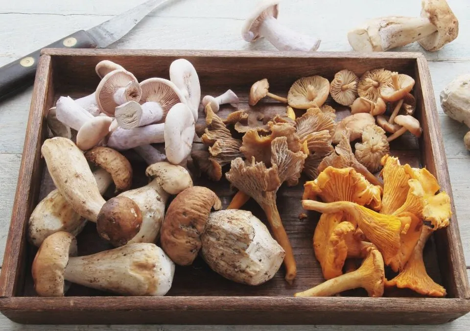 What Nutrition is in Mushrooms? Nature’s Low-Calorie Powerhouses