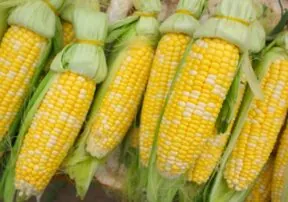 What Nutrition Does Corn Have? Kernel by Kernel