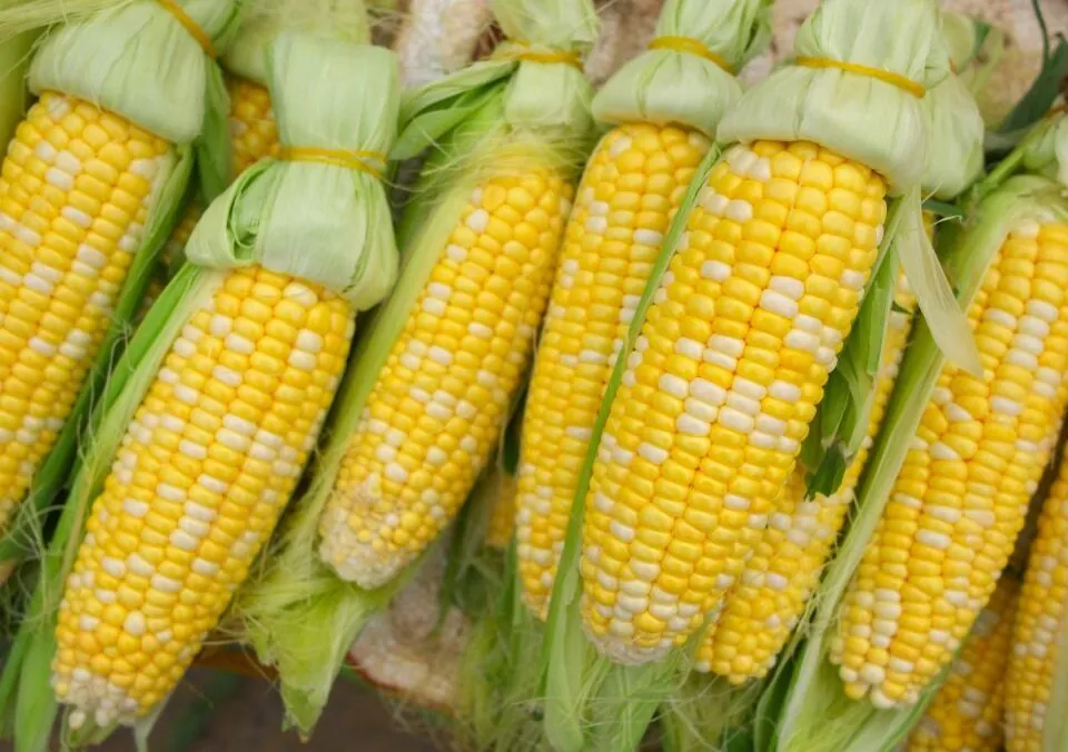 What Nutrition Does Corn Have? Kernel by Kernel