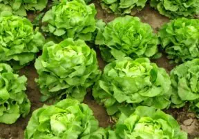 What Nutrition Does Lettuce Have: A Comprehensive Guide