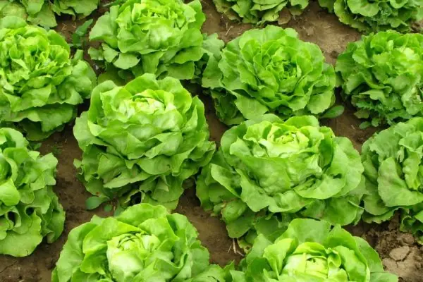 What Nutrition Does Lettuce Have: A Comprehensive Guide