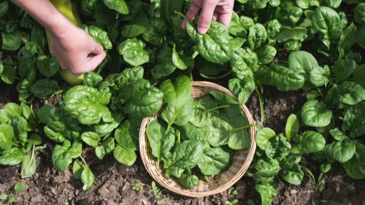 Picking Spinach