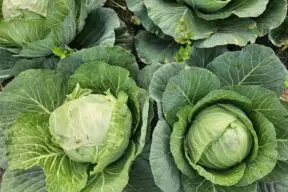 What Nutrition Does Cabbage Have? Exploring the Benefits and Arizona’s Winter Bounty