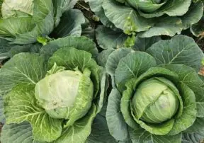What Nutrition Does Cabbage Have? Exploring the Benefits and Arizona’s Winter Bounty
