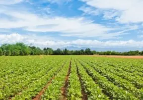 Arizona’s Desert Heat: The Secret Engine Behind a $31 Billion Farm Economy