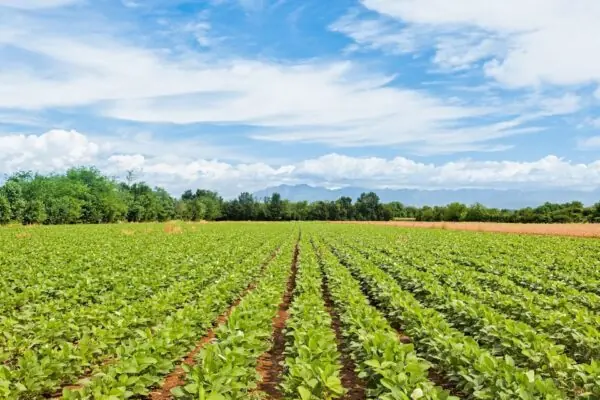 Arizona’s Desert Heat: The Secret Engine Behind a $31 Billion Farm Economy