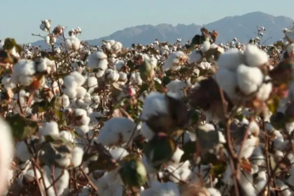 How Much Cotton Does Arizona Produce? Well, It Depends