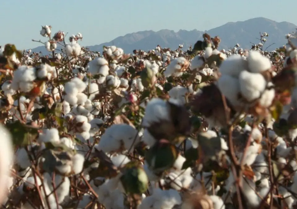 How Much Cotton Does Arizona Produce? Well, It Depends