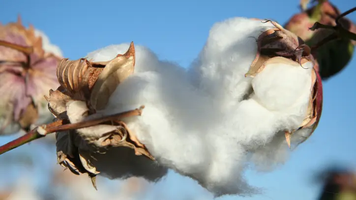 close up of the cotton plant