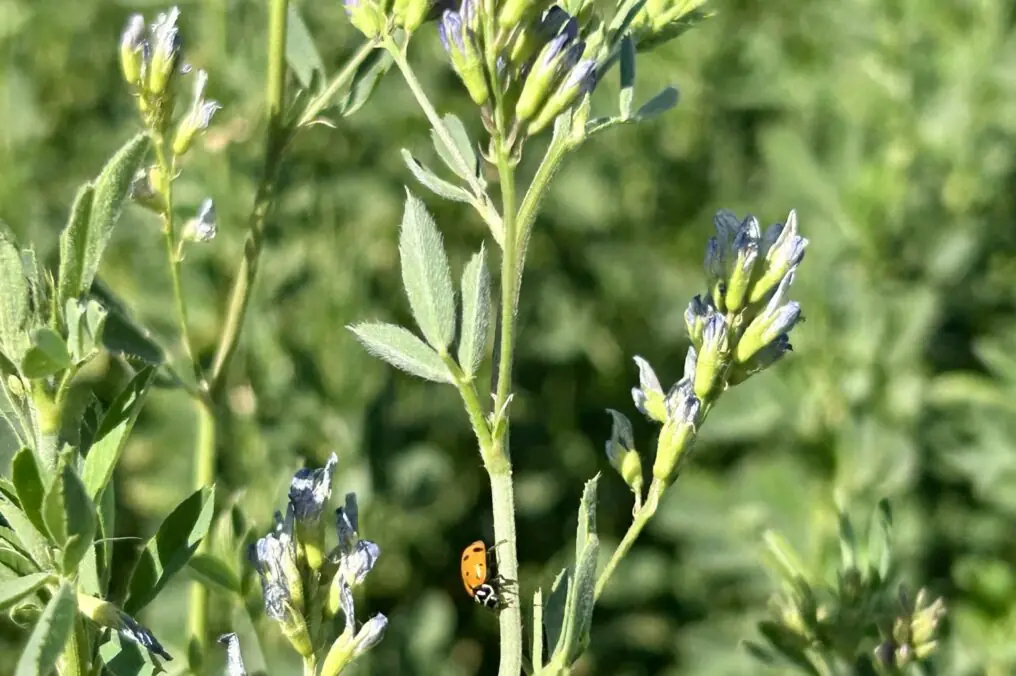 Local Alfalfa Helps Keep Arizona Dairy Strong