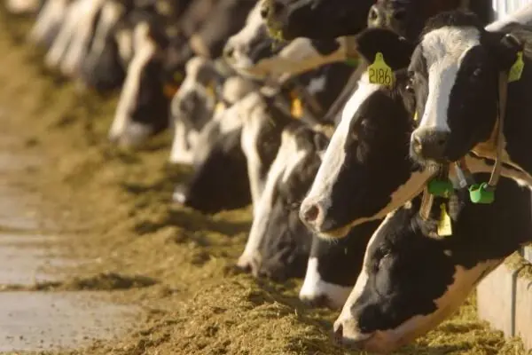 June is Dairy Month!