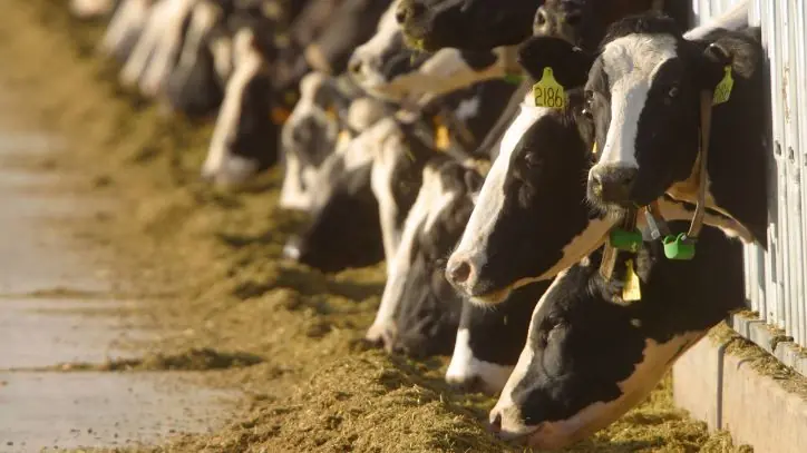 Cows on a dairy farm, in a row, eating their food