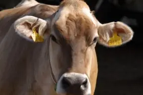 Dairy’s Superstar Sustainability Story