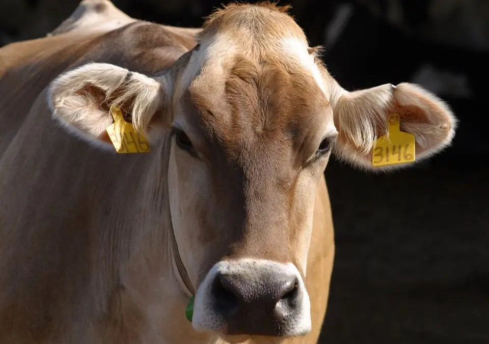 Dairy’s Superstar Sustainability Story