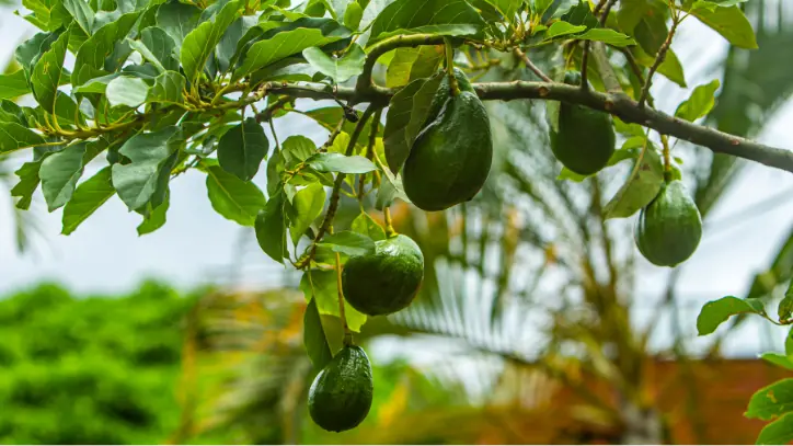 Avocado growing on a tree